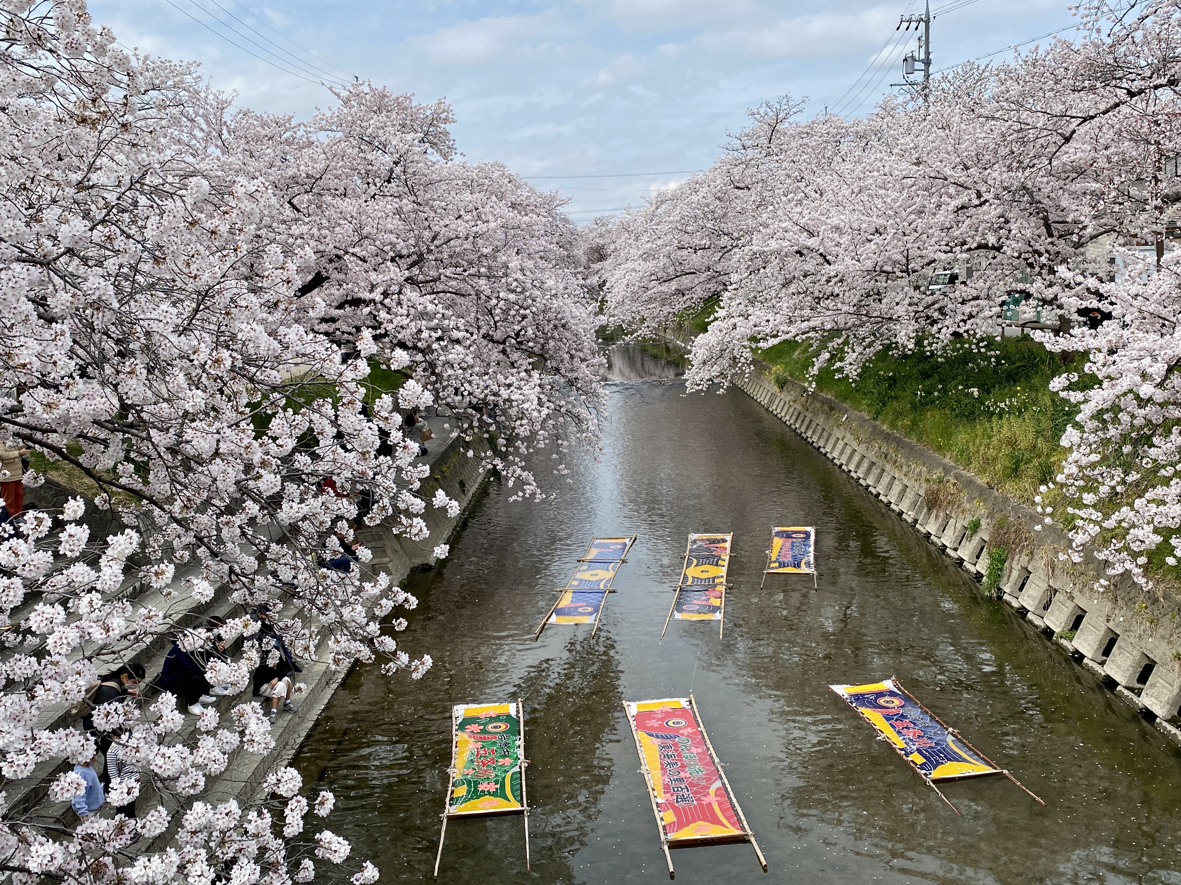 岩倉桜祭り | 健康サポートサロンよつば